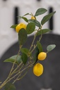 Artificial lemon branch