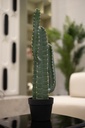 Artificial cactus